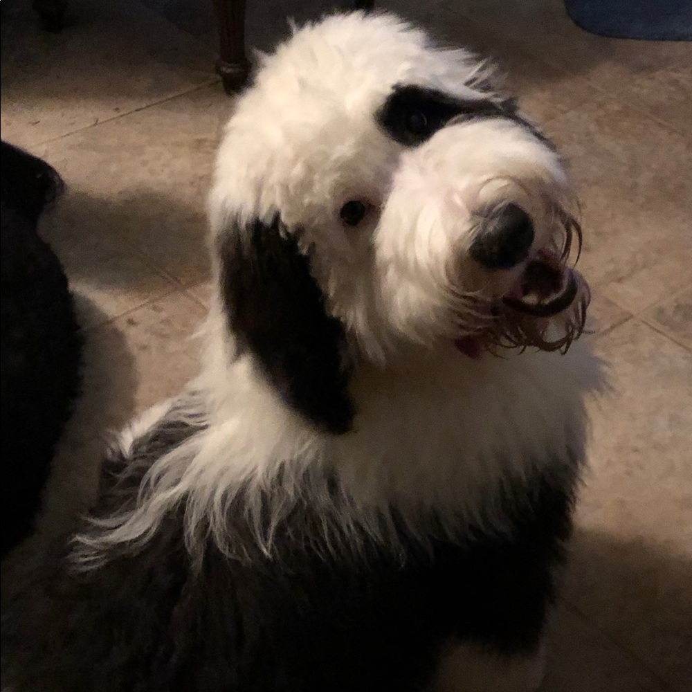 Meet your Posher, Shelly